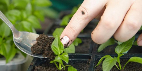 Кога да се гмуркате пипер през 2022 г.: време, благоприятни дни на лунния календар